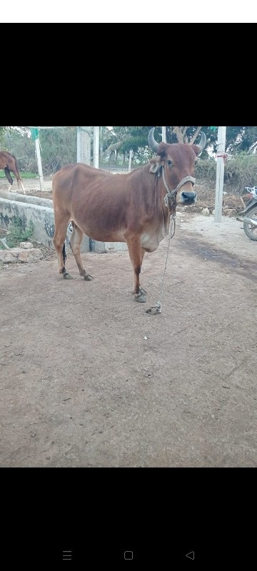 ગાય વેચવાની છે