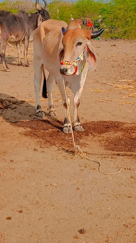 જિલ્લો દેવભૂમિ...