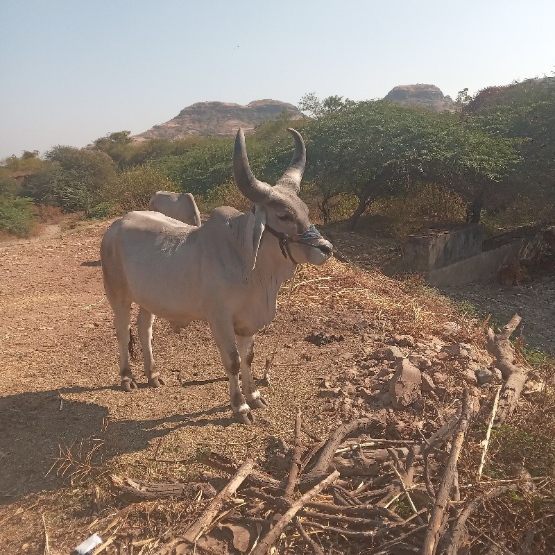 ગોઢલા વેચવાના