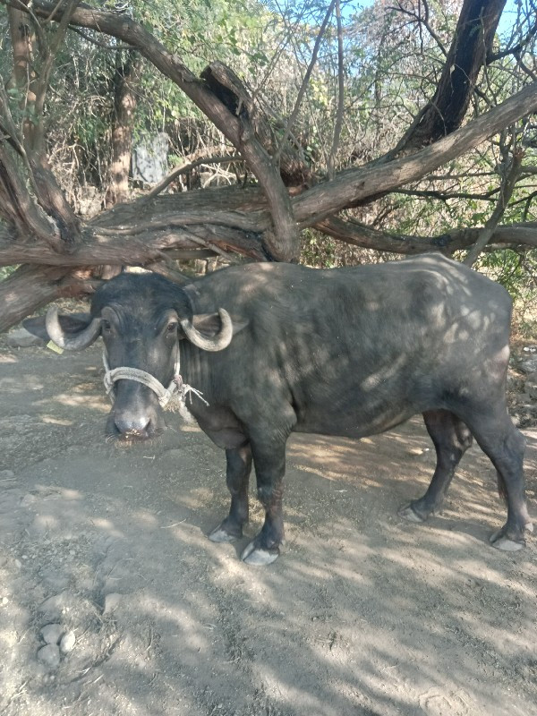 ખડેલુવેશવાનુસે