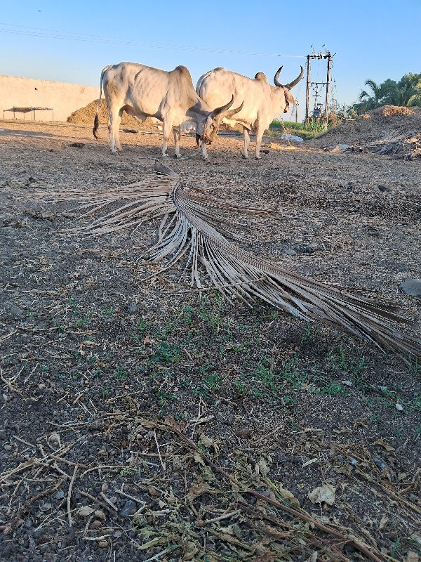 ગોઢલા વેસવા ના...