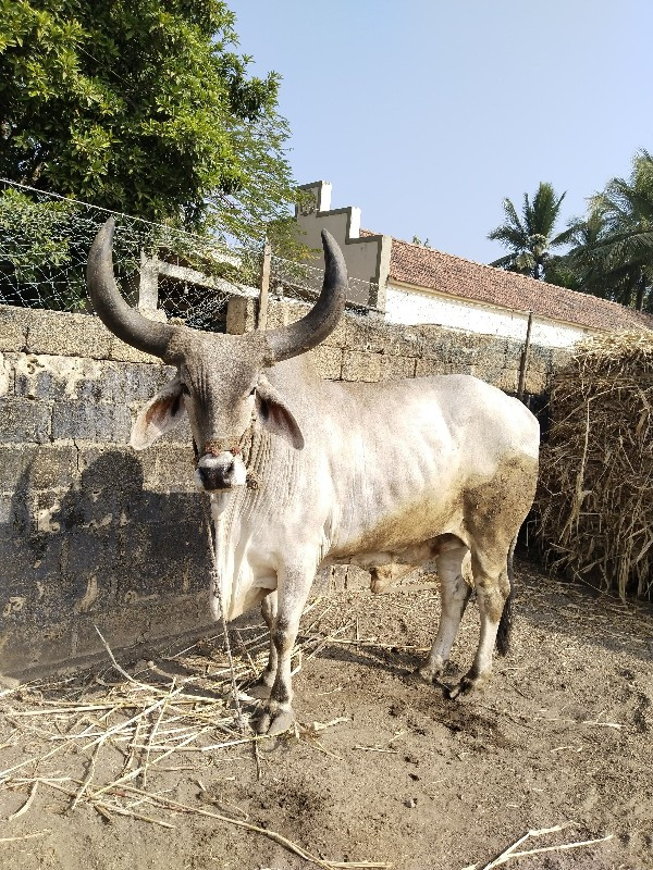 ગોધલો