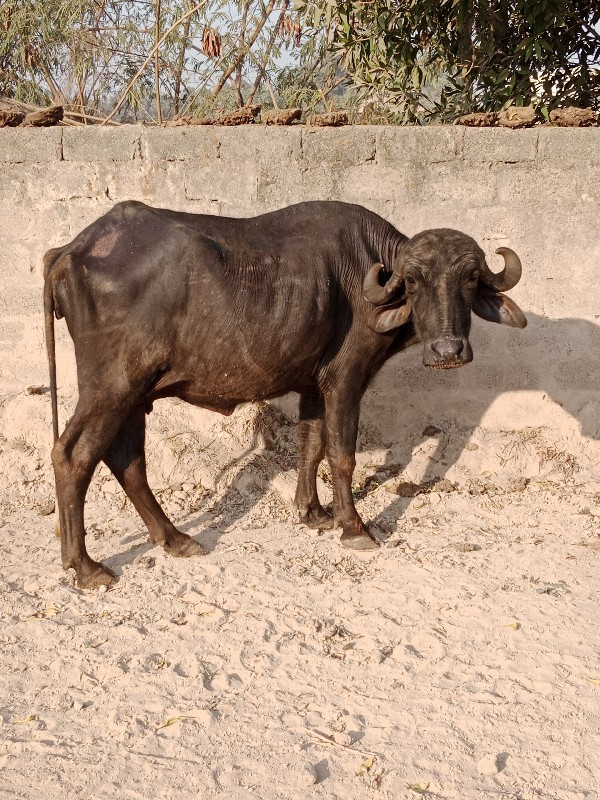 ખડેલિ વેચવાની છ...