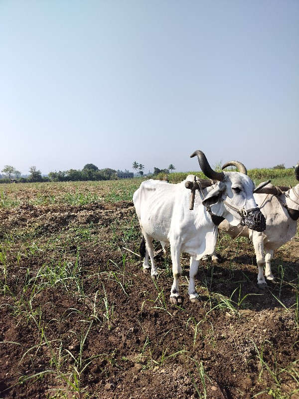 બળદ વેચવાનો છે