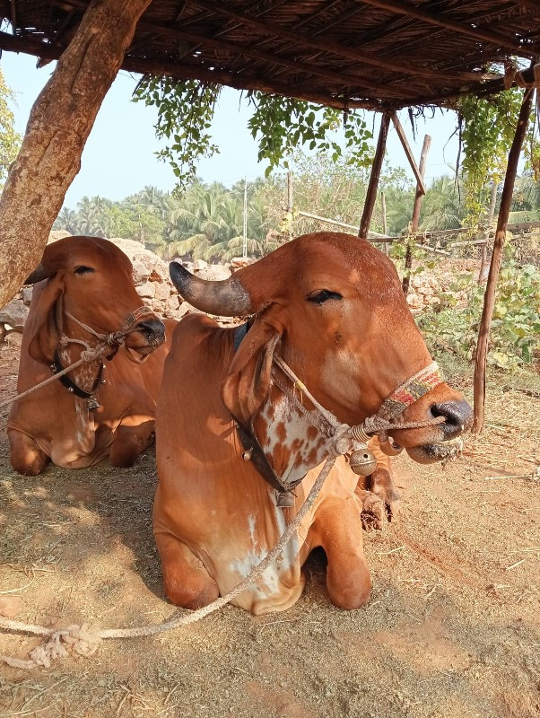 ગોધલા વેસવાના સ...