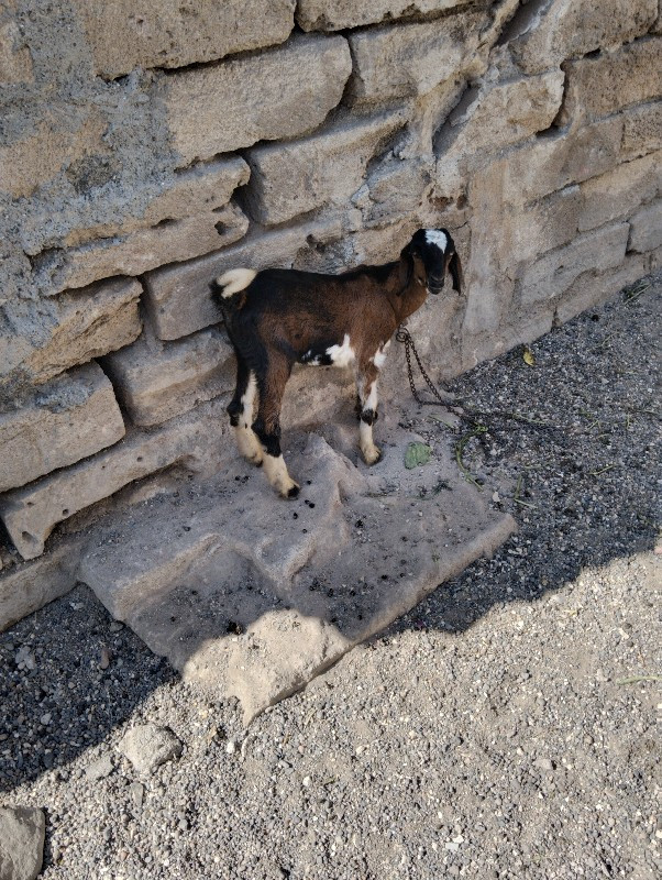 bakri rajasthan...