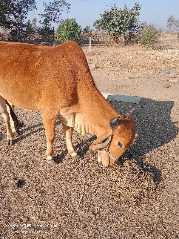 ગોધલા