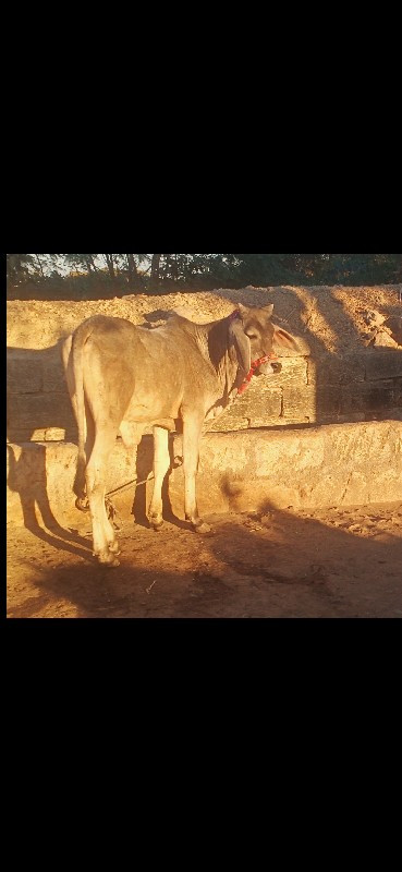 વાસળા વેસવા ના...