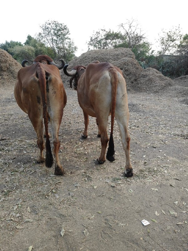 બળદ વેચવાના છે