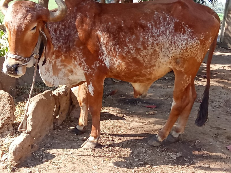 બળદ વેચવા નો છે