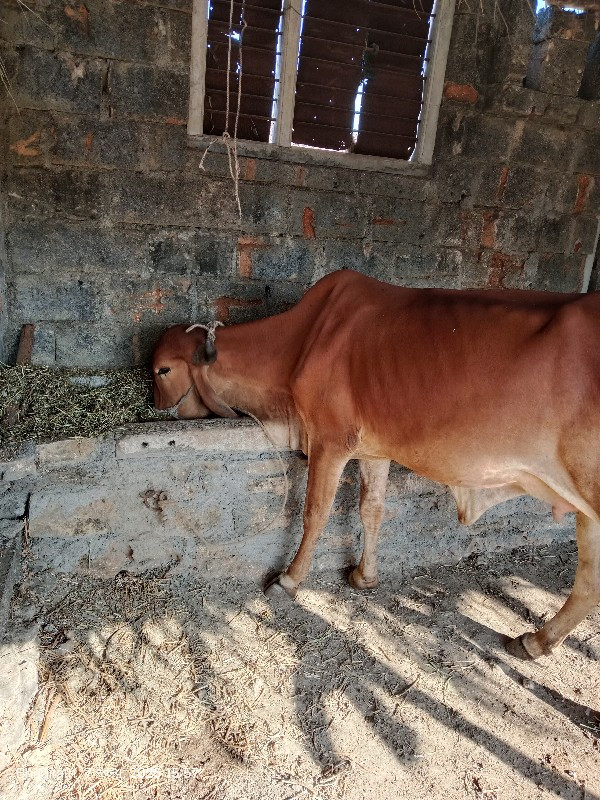 ગીર ગાય વેચવાની...