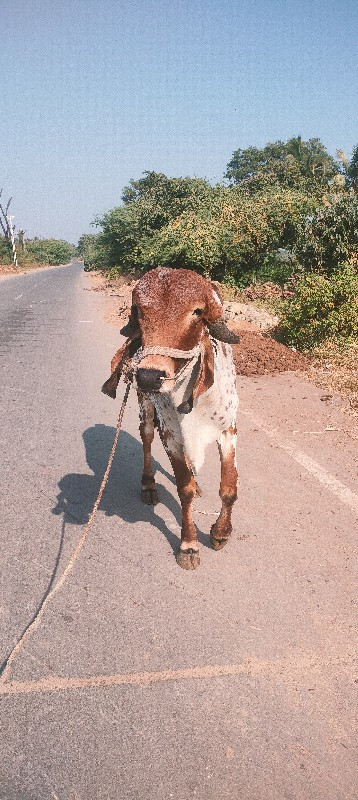 ગીર ખૂટ