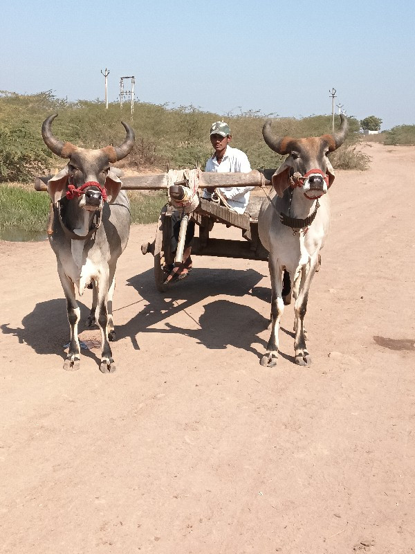 ગાડામાં ચાલુ