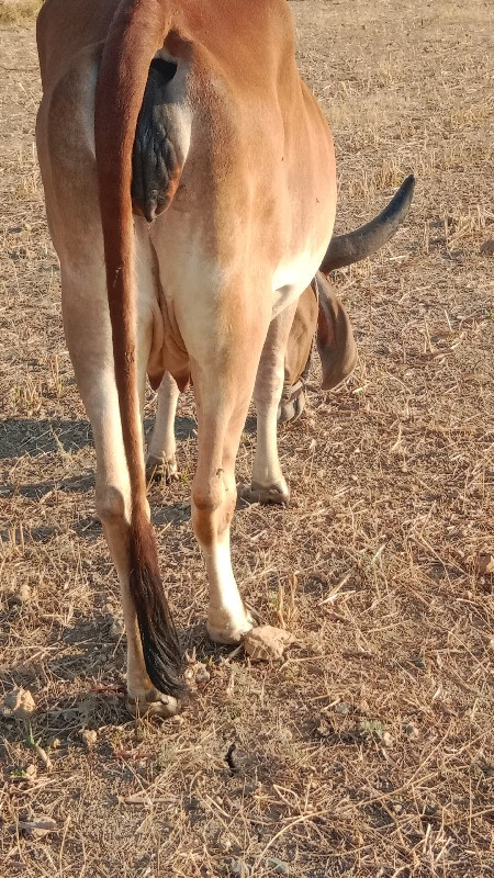 ગાય વેચવાની છે