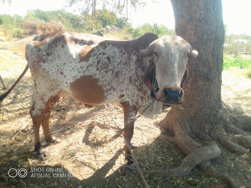 ગાયવેસવાનીછે