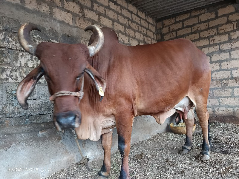 ગાય વેચવાની છે