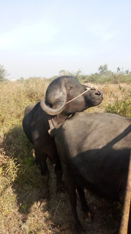 પાડો વેચવાનો છે