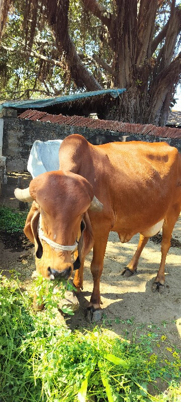 ગાય વેચવા ની છે