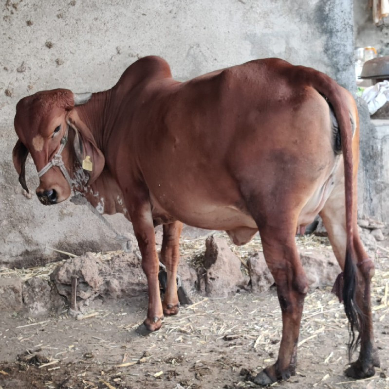 ગીર ઓડકી વેસવાન...