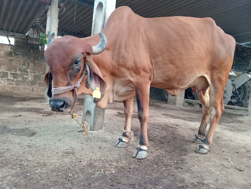 ગાય વેચવા ની છે