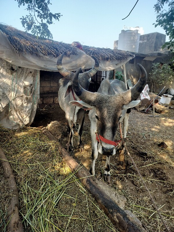 વાસડા બેસવાના છ...