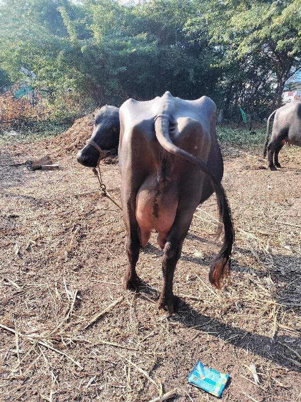 ભેંસ વેચવાની છે