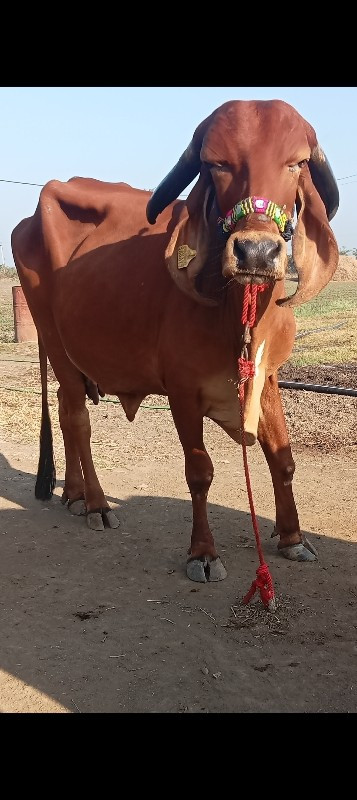 3 ગીર ગાય વેચવા...