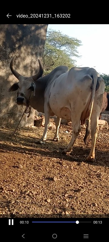 ગાયવેચવાનીછે