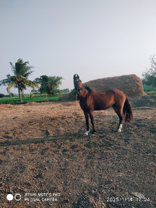 ઘોડી આપવા ની છે