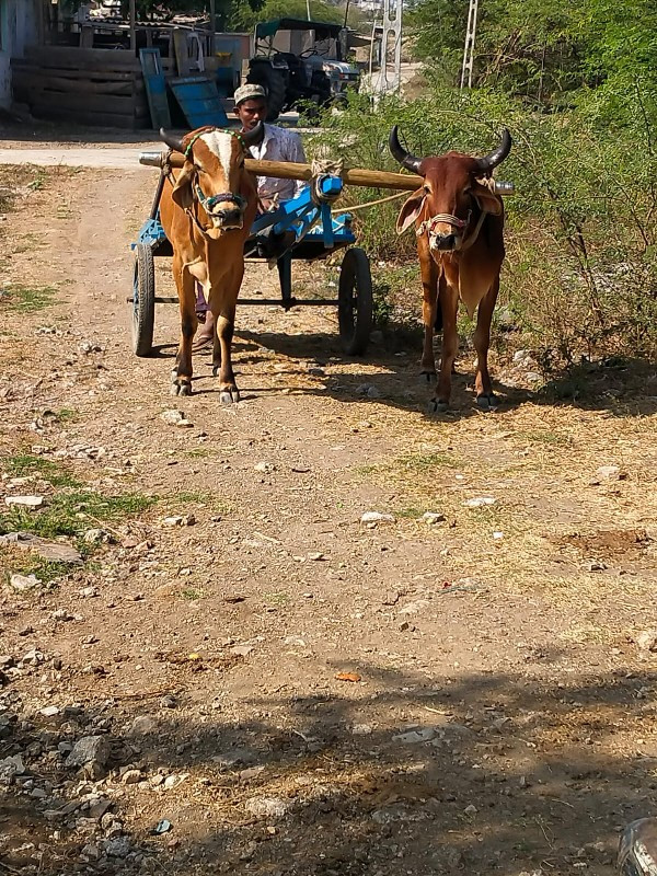 છોડાતો ગોદલા સા...