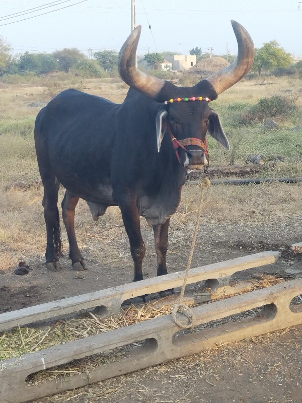 ગોઢલો વેચવાનો છ...