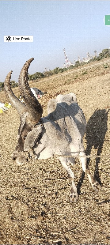 બરધ વેચવા ના છે...