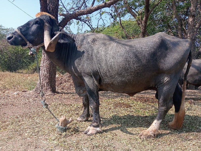 આ ભેંસ વેચવાની...