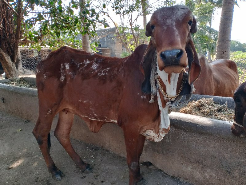 vachdi vechvani...