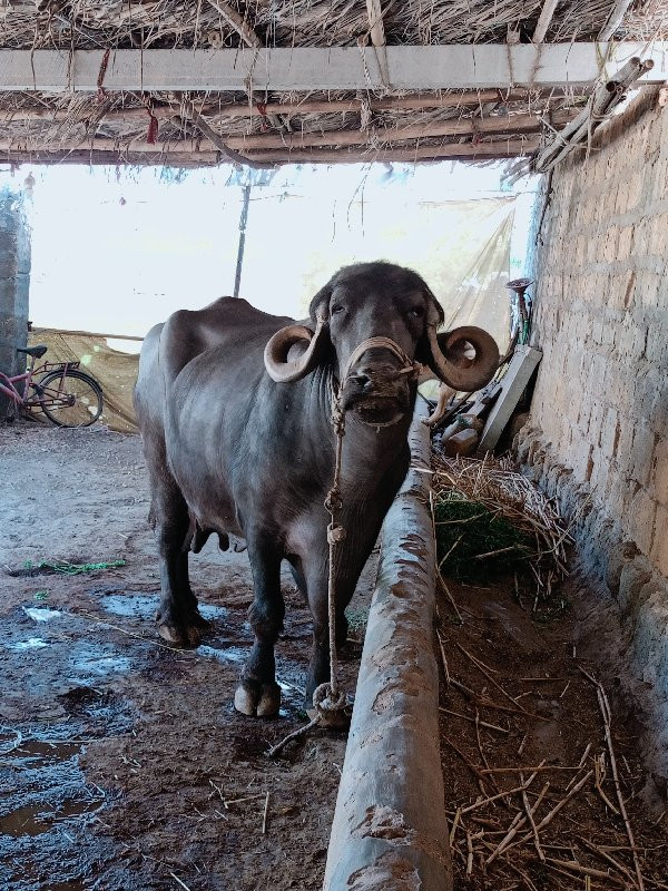 ભેંસ વેચવાની છે