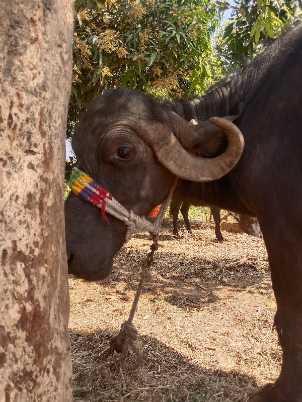 ખડેલી ભેંસ