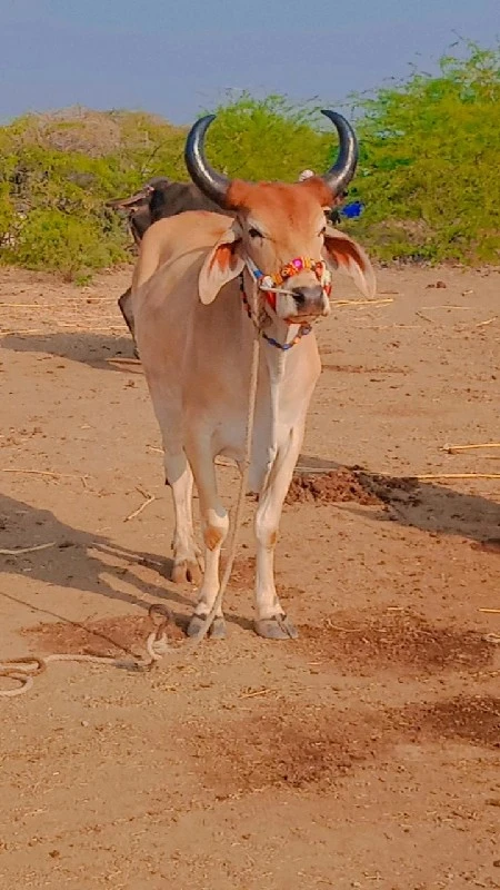 જિલ્લો દેવભૂમિ...