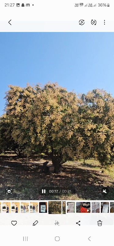 આંબાનો બગીચો