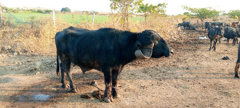 પાડો વેચવાનો છે...