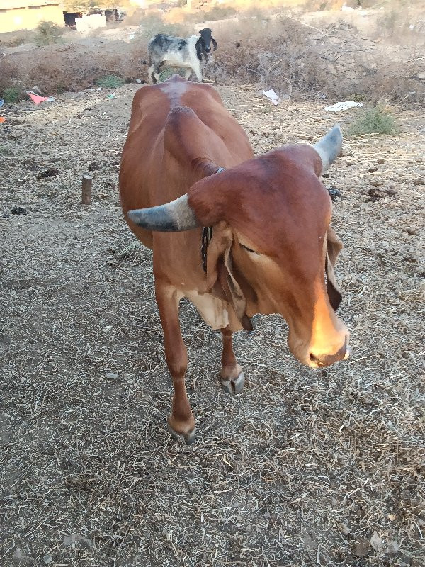 ગાય વેચવાની છે