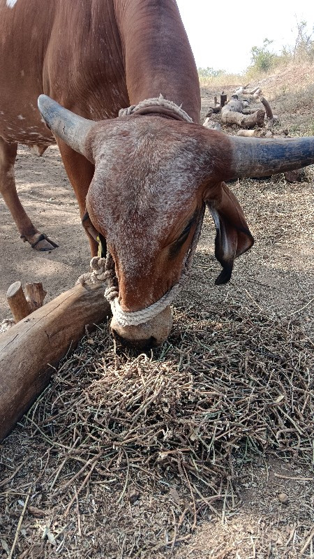 ગીર ગાય વેચવાની...