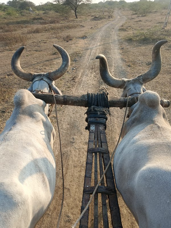 બળદ વેચવાના છે