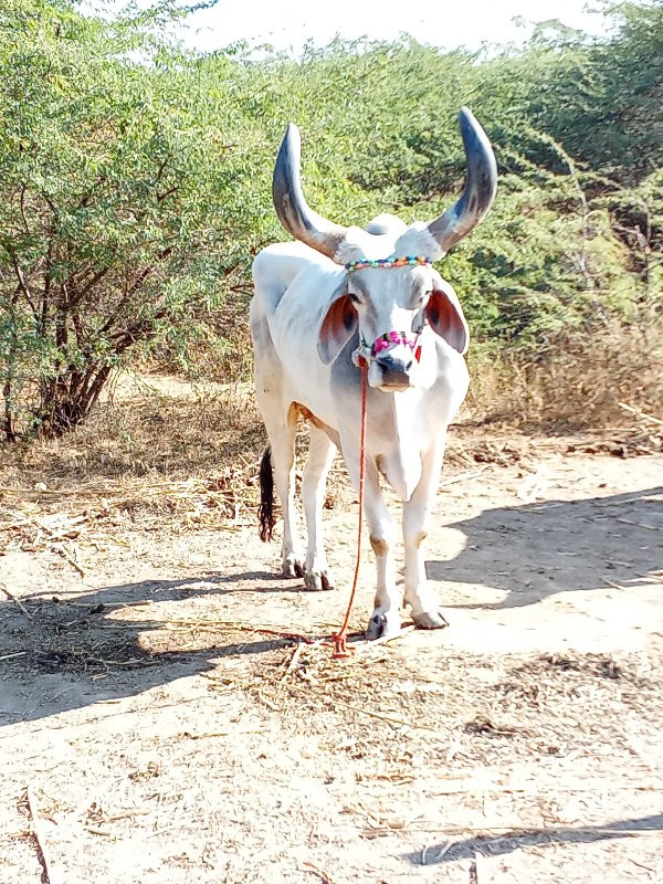 ફૂલ પાણીયારો મા...