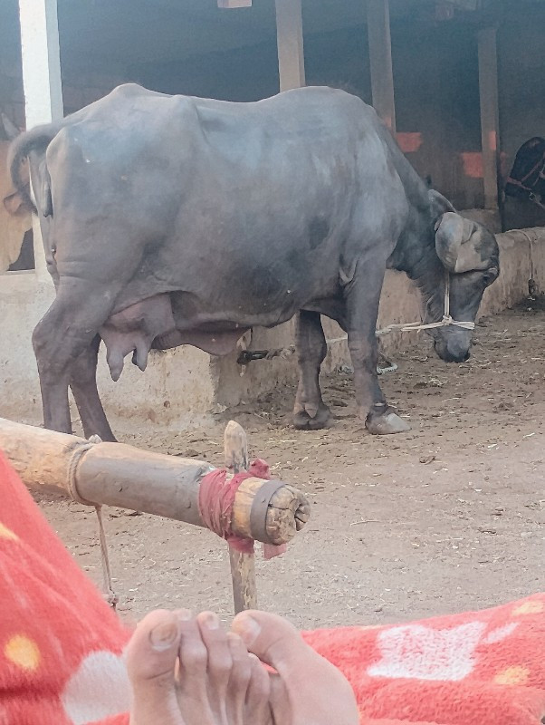 વેસવાનીછે