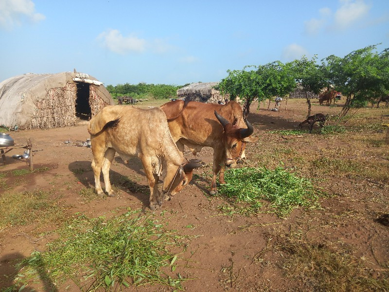 કડલા વેચવાના છે...