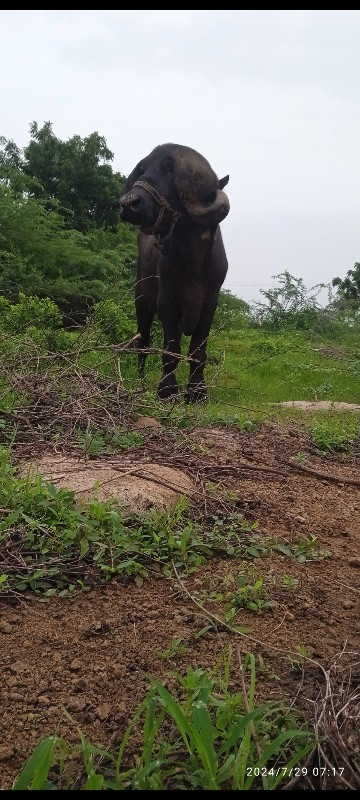 પાડો વેચવાનો છે