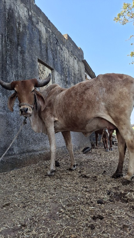 ગાય વેચવાની છે