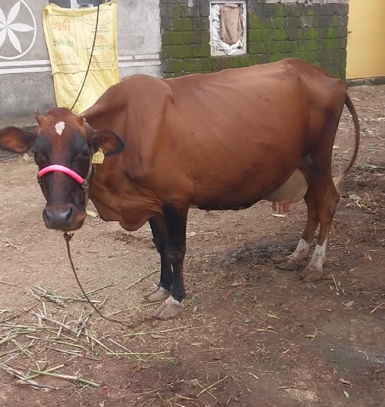 ગાય દેવાની છે