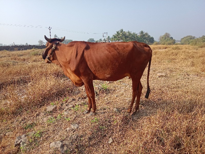 ગીર ક્રોસ વેચવા...