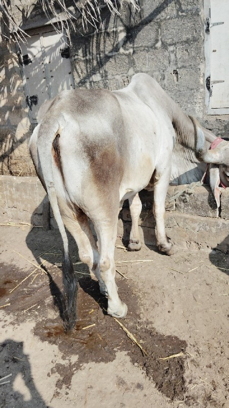 બળદ  વેસવા છે ફ...